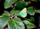 callophrys rubi2.jpg