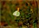 gonepteryx rhamni.jpg