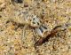 Myrmeleon-larva.jpg
