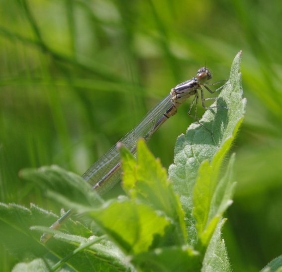 IMGP9400_Damselfly_sm.JPG