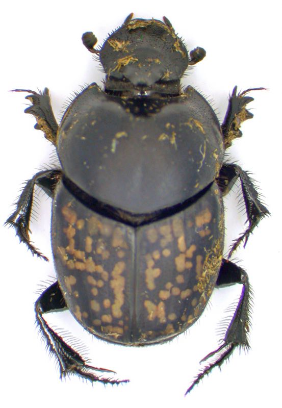 Onthophagus.jpg