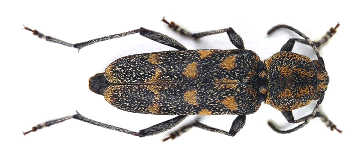 Xylotrechus pantherinus_07.jpg