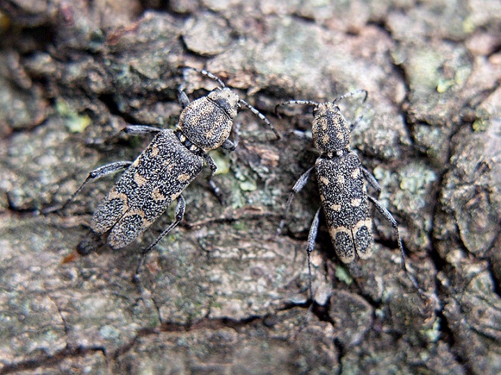 Xylotrechus pantherinus_05.JPG