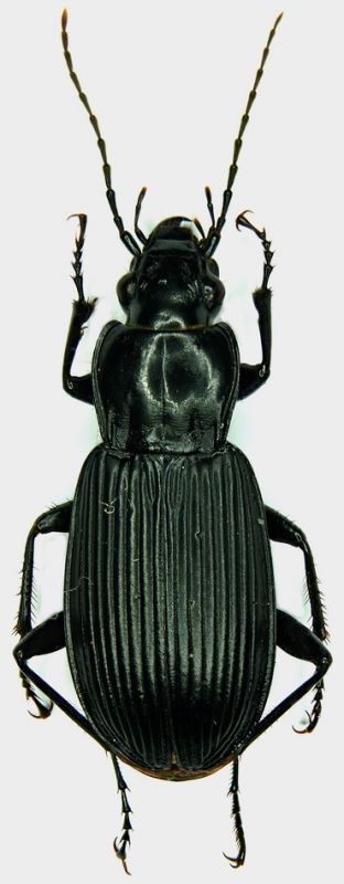 pterostichus niger.jpg