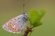 Polyommatus_Salata-di-Mongiardino_DSC8457.jpg