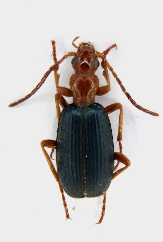 brachinus sp.1 forum .jpg