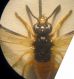 Athalia 005 A.jpg