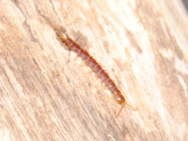 Lithobius2.jpg