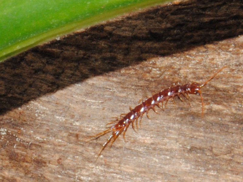 Lithobius1.jpg