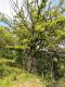 Quercia Latipalpis.jpg