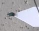 curculidae.jpg