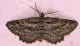 img243mod1.jpg