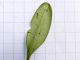 Cydalima_perspectalis_larve_neonate.jpg