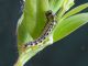 Cydalima_perspectalis_larva.jpg