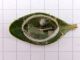Cydalima_perspectalis_larva_in_ibernazione.jpg