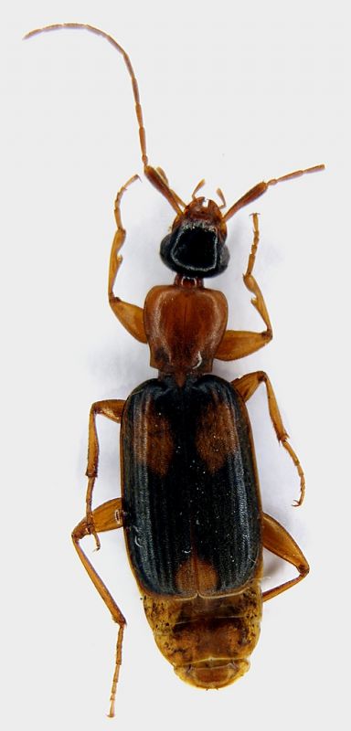 carabidae-anthicidaeforum.jpg