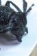 Opsilia coerulescens 13mm 26-04-2015 Urla ev-2.jpg