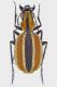 tn_GRAPHIPTERUS 2.JPG