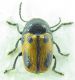 Cryptocephalus  sp 4mm 24-04-2015 Urla ev.jpg