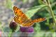 mellicta-athalia-IMG_5143_08.jpg