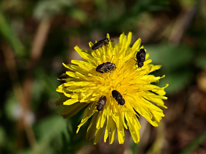 Anthaxia_nigritula_05_Csstelfusano_2-IV-2010.jpg