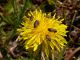 Anthaxia_nigritula_06_Castelfusano_2-IV-2010.jpg