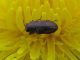 Anthaxia_nigritula_07_Castelfusano_2-IV-2010.jpg