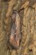 Epimecia ustula copia.JPG