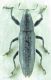 Lixus sp 12mm(2).jpg