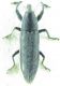 Lixus sp 12mm 25-04-2015 Urla ev-2.jpg