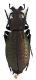 Comb1630_11zF5cr.jpg