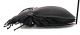 Comb1635_32zF5cr.jpg