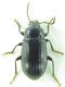 Carabidae sp 9 mm 04-05-2015 Ev-2.jpg
