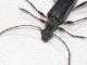 cerambycidae 4.jpg