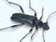 Cerambycidae.jpg