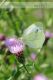pieris-rapae-IMG_5094_08.jpg