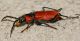 DSC_4343_Ridotto.jpg