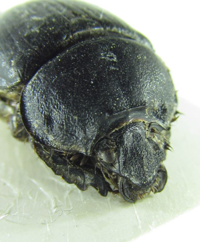 Scarabaeidae sp 13mm 24-04-2015 Urla ev-2.jpg