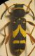clytus 005 A.jpg