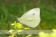 pieris-rapae-IMG_9708_08.jpg