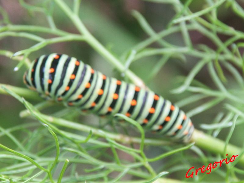 Papilio machaon 04-11-2012 IMG_1794.jpg