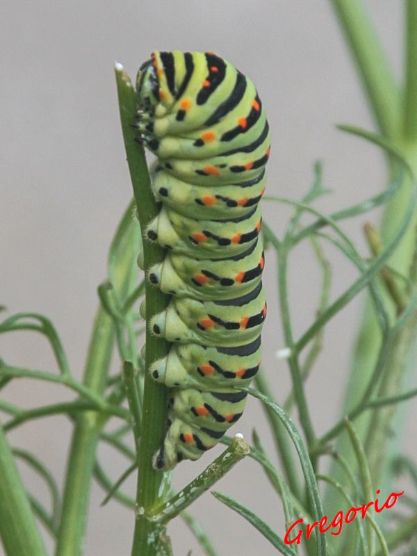 Papilio machaon 04-11-2012 IMG_1800.jpg