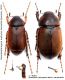 Pseudoapterogyna euphytus lamantiai Sparacio, 2014.JPG
