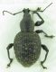 Otiorhynchus armadillo 11,5mm.jpg