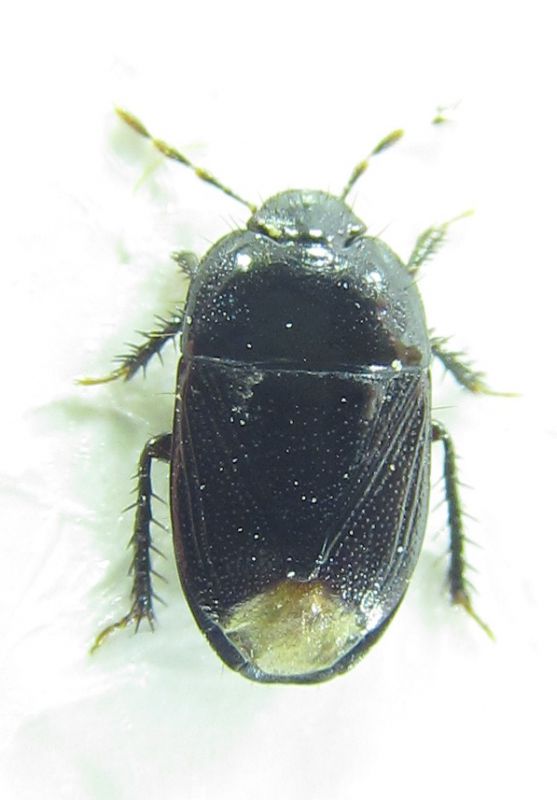 Cydnidae sp 4,5mm.jpg