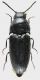 Elateridae_Pastena_5-V-2015_2,15mm_grey.jpg