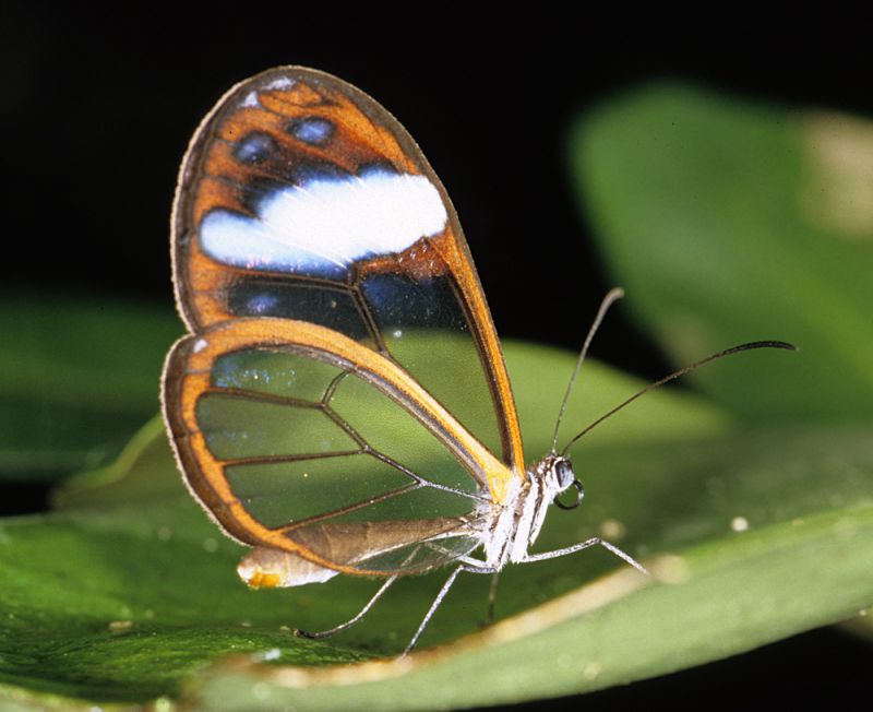 Ithomidae (Vilcabamba).jpg