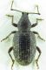 Otiorhynchus sp 9mm 16-05-2015 Ev-3.jpg