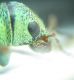 Curculionidae sp 4,5mm 07-05-2015 Ev-3.jpg