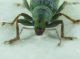 Curculionidae sp 4,5mm 07-05-2015 Ev-2.jpg